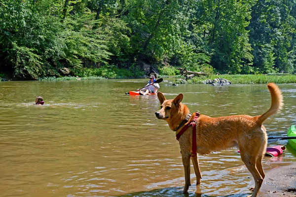 Rivanna Trail Off Leash Area at Riverview Park photo 2